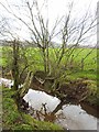 NY5463 : Contorted willow tree on Burtholme Beck by Oliver Dixon