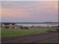 TF8144 : Marsh Barn and flooding on Deepdale Marsh by Richard Humphrey