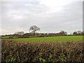  : Winter tree on a field boundary by Christine Johnstone