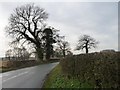 SJ8259 : Ivy-covered trees along Chance Hall Lane by Christine Johnstone