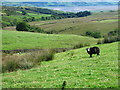 SD1689 : Grazing near Fenwick by Andy Deacon