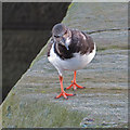 NZ8911 : Turnstone, Arenaria interpres by Pauline E