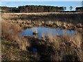 SU8564 : Temporary pond, Crowthorne Wood by Alan Hunt