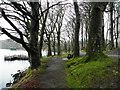 H5776 : Pathway, Loughmacrory by Kenneth  Allen