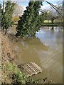 SP2965 : Leaning poplars, River Avon by Emscote Gardens, Warwick 2014, January 23, 12:54 by Robin Stott