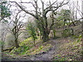 NZ9402 : At the side of the old railway track by Humphrey Bolton