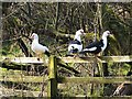 NZ0948 : Sitting on the fence by Oliver Dixon