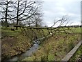 SJ7580 : Fallen tree, Tatton Park by Christine Johnstone