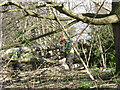 SP2965 : Fallen poplars, Emscote Gardens, Warwick  by Robin Stott