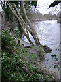 SP2965 : River Avon by Emscote Gardens, Warwick 2014, February 23, 14:31 by Robin Stott