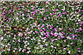 TQ3431 : Cyclamen display, Wakehurst Place by Ian Capper