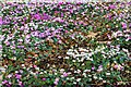 TQ3431 : Cyclamen display, Wakehurst Place by Ian Capper