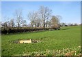  : Pasture near Churchpark Cottages by Derek Harper