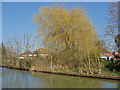 SP4912 : Weeping willow by Alan Hunt