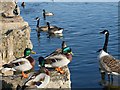 SO1210 : Mallards and canada geese, Bryn Bach Park by Robin Drayton