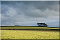 NZ0627 : Fields near Robin's Castle by Trevor Littlewood