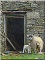 SD6388 : Ewe and lamb, Fellside by Karl and Ali