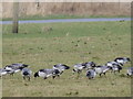 NX9255 : Barnacle Geese Feeding at Mersehead by Les Hull