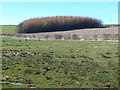 NT4426 : Larch copse near Middlestead Farm by Oliver Dixon