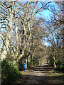 NT4628 : Tree-lined avenue at the Haining by Oliver Dixon