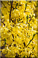 SK9205 : Forsythia Detail by Alice Batt