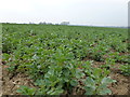 TL5484 : Crop of beans near Ely by Richard Humphrey