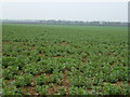 TL5484 : Field of beans near Ely by Richard Humphrey