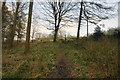  : Path through the woods near Norbury by Bill Boaden