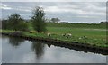 SE6008 : Sheep, Croft Ings, west bank, River Dun Navigation by Christine Johnstone