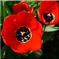 SK2169 : Bright red tulips by Peter Barr