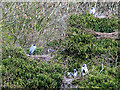 NZ3356 : Heronry at Washington Wetland Centre by Oliver Dixon