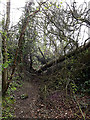 TM3569 : Fallen Tree across Loves Lane footpath by Geographer