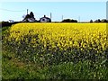 SD3501 : Rapeseed with Well Cottage on the skyline by Norman Caesar