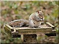 SD5714 : Grey Squirrel by David Dixon