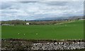 NY7407 : Sheep and lambs on the north side of School Lane by Christine Johnstone