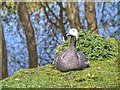 SD4214 : Emperor Goose, Martin Mere Wetland Centre by David Dixon