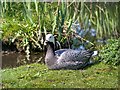 SD4214 : Emperor Goose at Martin Mere WWT Centre by David Dixon