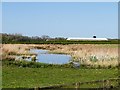 SD4214 : View Towards Windmill Farm from Ron Barker Hide by David Dixon