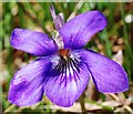 NR7384 : Dog violet (Viola riviniana) by Patrick Mackie