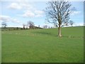 SD9154 : Tree on a field boundary, south of the A65 by Christine Johnstone