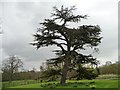 SE8933 : Tree with a lean, Hotham Hall by Christine Johnstone