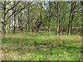 TM2231 : Woodland near Deep Fleet, Stour Estuary by Roger Jones