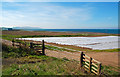 NS2003 : Ayrshire Tatties at Dowhill by Mary and Angus Hogg