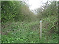 SE7629 : Overgrown bridleway by Jonathan Thacker