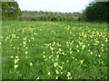 TQ4463 : Cowslips at High Elms by Marathon