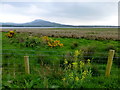 C3423 : Whins and marshland, Inch Island by Kenneth  Allen