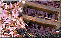 J3673 : Cherry blossom and drain, Belfast by Albert Bridge