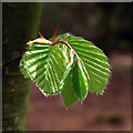 J4967 : Young beech leaves, Castle Espie by Rossographer