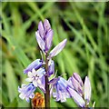 SJ9494 : Bluebells (close-up) by Gerald England