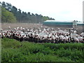 TF6710 : Inquisitive pigs near Shouldham Warren by Richard Humphrey